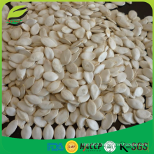 Top Grade Snow white pumpkin seeds 11mm 13cm